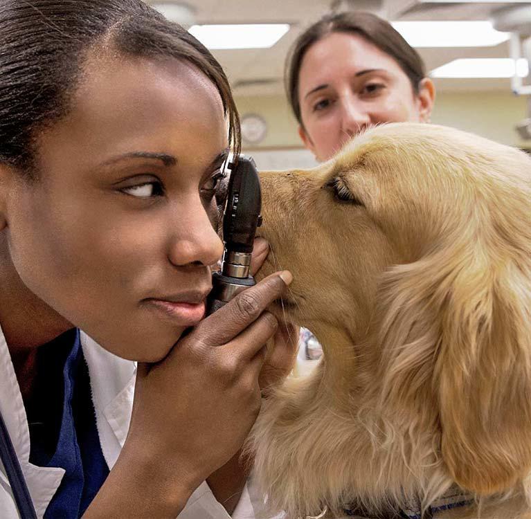 Veterinarian